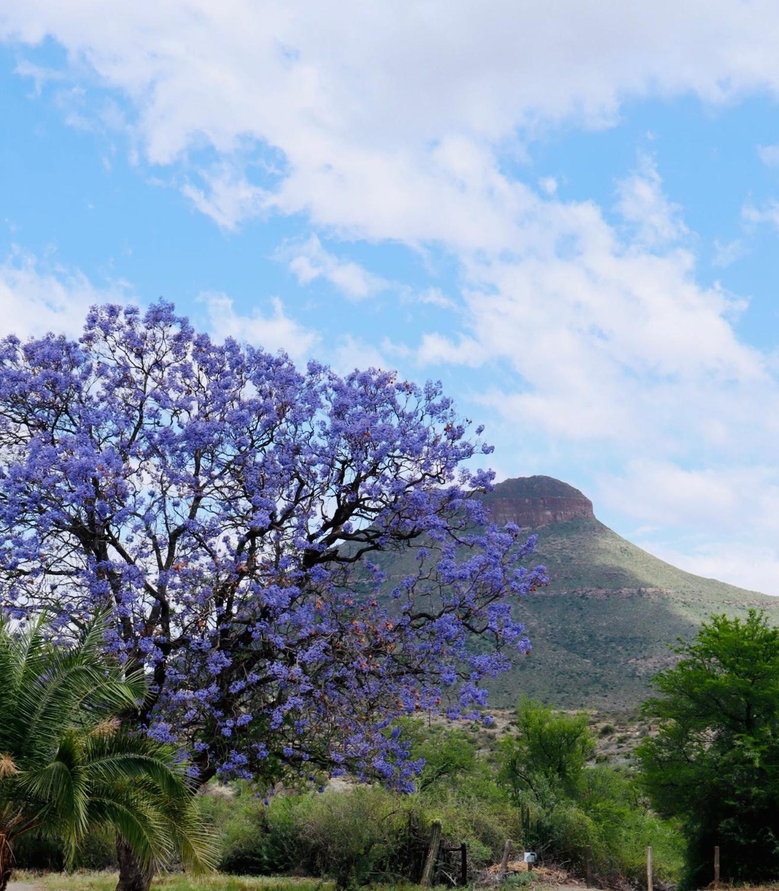 River Bend Guesthouses Graaff-Reinet Extérieur photo
